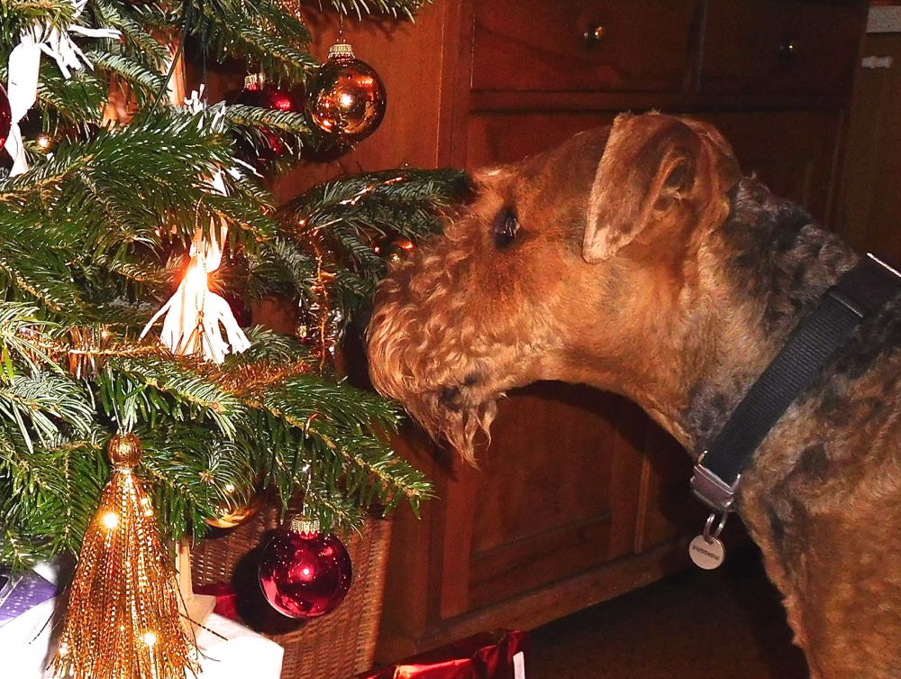 Weihnachtsgrüsse von Robin/Whisky aus München - er bestaunt den Weihnachtsbaum zu Hause.