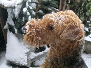Das ist ein sehr schönes Foto und ein richtiger Airedale-Schnee-Winter-Kopf.
