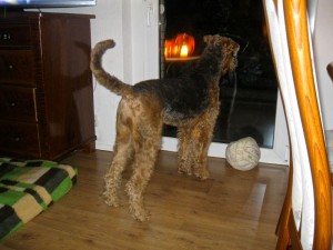 Und wenn ich mal raus will, natürlich mit Ball, da sehe ich mich ja in der Glastür richtig wieder - ein sehr schöner Hund bin ich !!