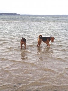 Und hier ist Oskar mit Freundin Debby im Wasser, da gibt es viel zum Untersuchen.