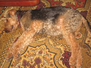 Auf dem Teppich (farblich passend zum Hund) ist es für Mara auch gemütlich - Hauptsache - immer mit dabei.