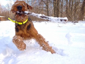 Und Schnee gibt ed da auch, das braucht der (junge) Hund, und Spass muss sein!