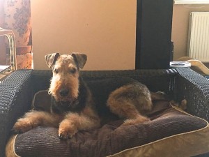 Noris zu Hause, auf seinem eigenen Sofa - ein herrliches Bild, ein toller Hundekopf, ein sehr schöner Hund! Wir wünschen noch ein langes Leben bei bester Gesundheit.